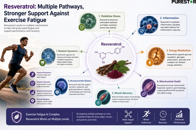 How Resveratrol Supports Multiple Pathways Involved in Exercise Fatigue Including Energy Metabolism and Recovery