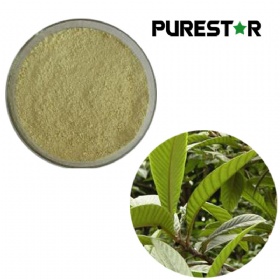 Loquat Leaf Extract, Ursolic Acid