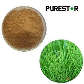 Horsetail Extract